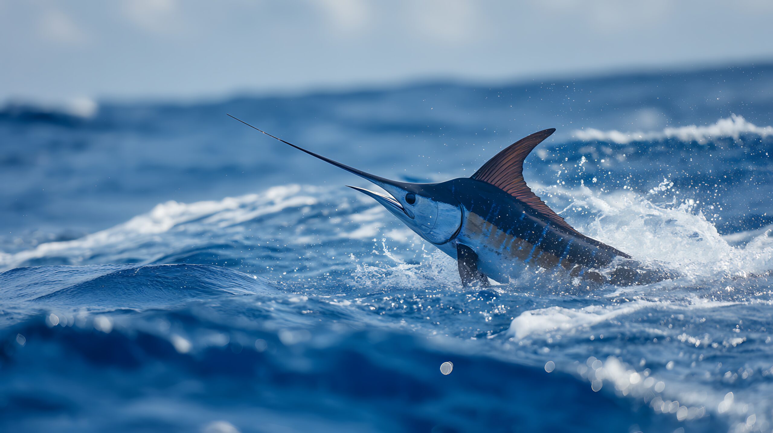 cheap offshore fishing orange beach al